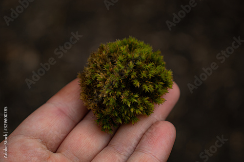 Round green moss in the shape of a ball on a hand as a symbol of nature conservation by man, environmental problems