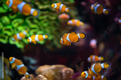 Obraz na plátně Beautiful group of clownfish swimimg above colorful coral