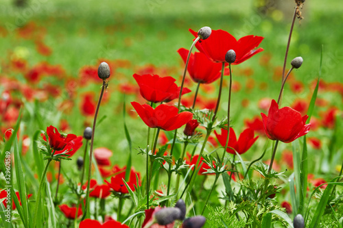 Red wild anemones flowers in bloom in the grass in the sun on a blurred background  Israel