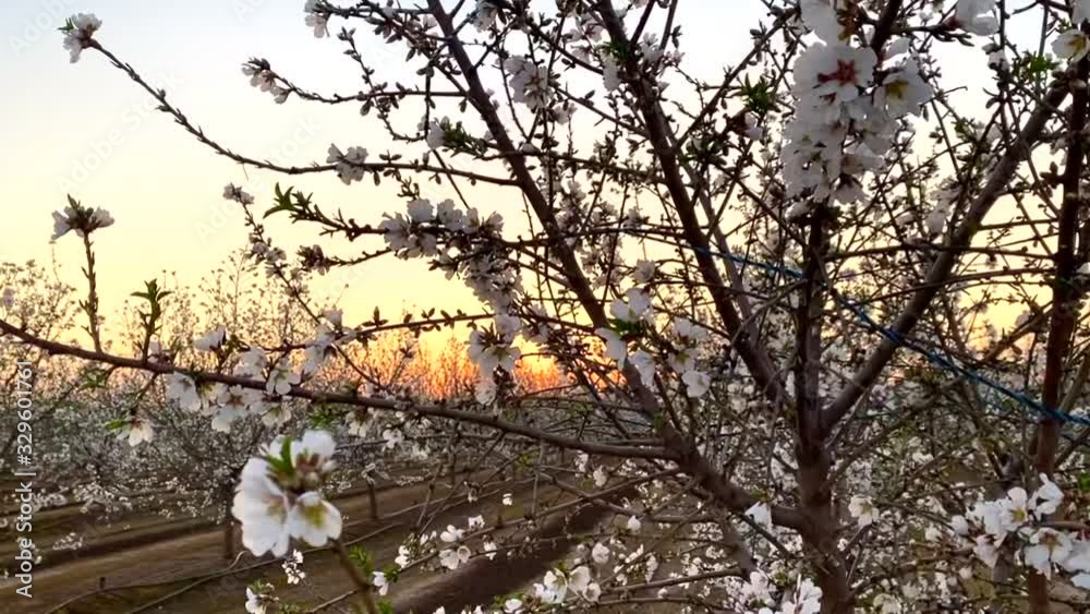 Apricot tree fields of white blossoms at sunset on California Blossom Trail