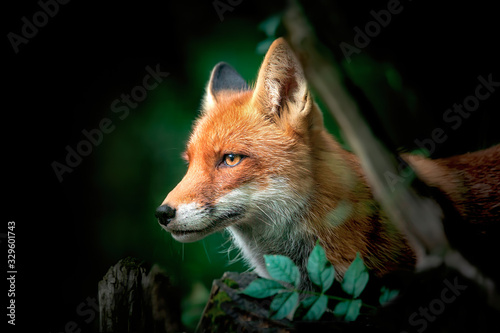 Obraz na plátně Close up of a Red and White Fox, side view, detail of the head of a fox on the hunt, National geographic