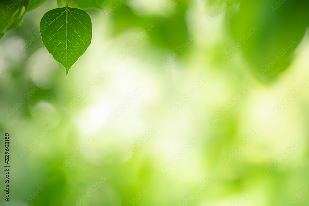 Nature of green leaf in garden at summer. Natural green leaves plants using as spring background cover page greenery environment ecology wallpaper Nature of green leaf in garden at summer. Natural green leaves plants using as spring background cover page greenery environment ecology wallpaper