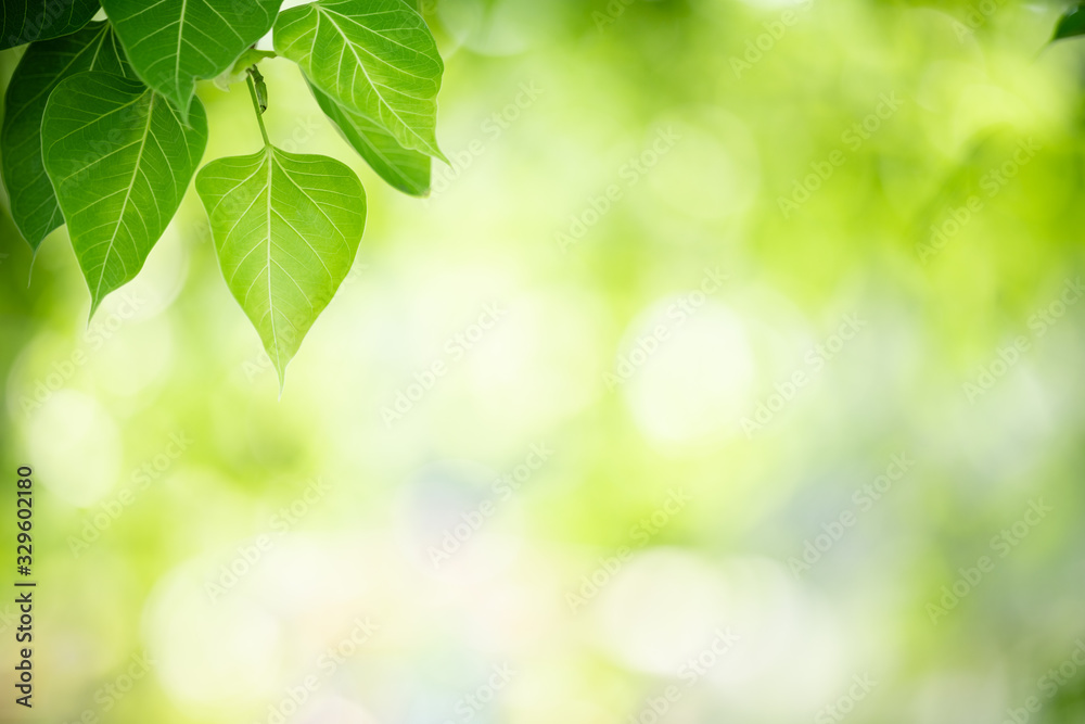 Nature of green leaf in garden at summer. Natural green leaves plants using as spring background cover page greenery environment ecology wallpaper Nature of green leaf in garden at summer. Natural green leaves plants using as spring background cover page greenery environment ecology wallpaper