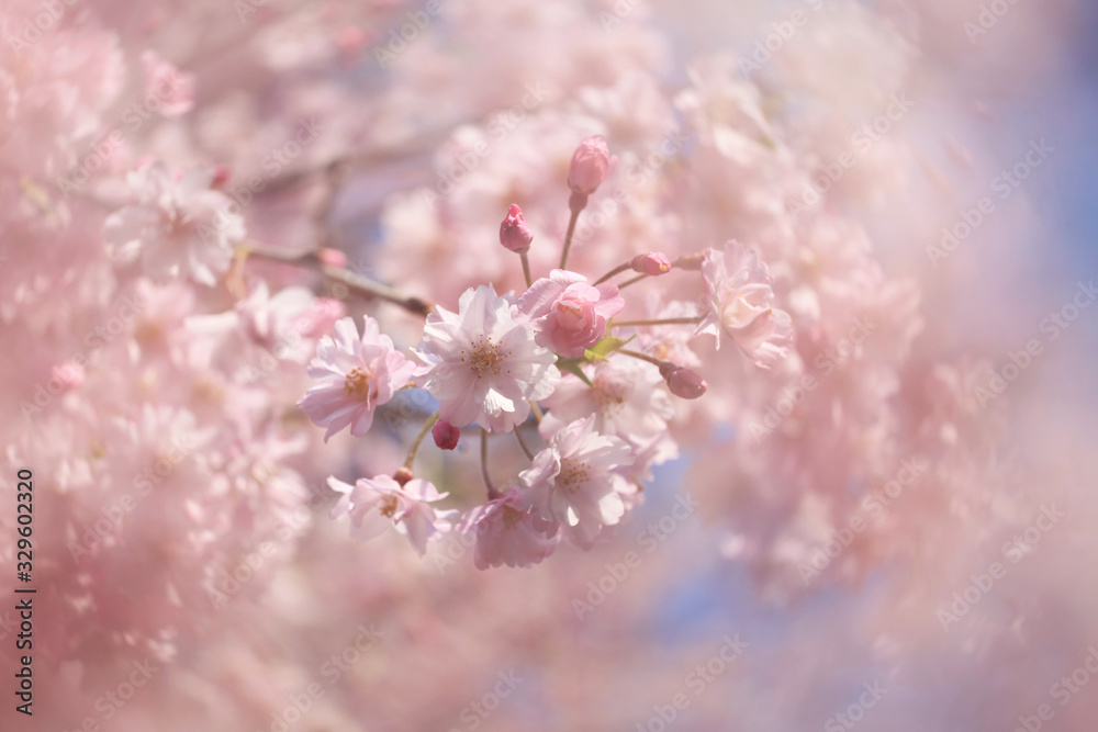 桜の花(八重紅枝垂) 桜の花(八重紅枝垂)