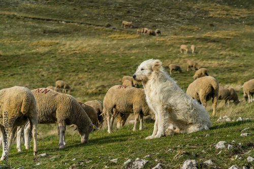 Fototapeta Naklejka Na Ścianę i Meble -  flock of sheep