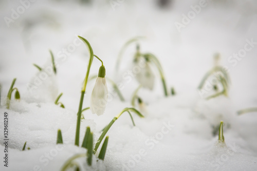 Snowdrops in Snow © Paul