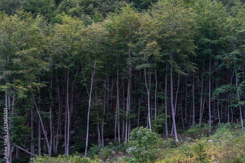 trees in the forest