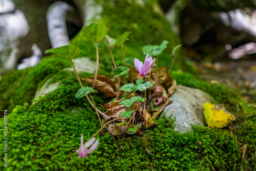 Obraz premium flowers