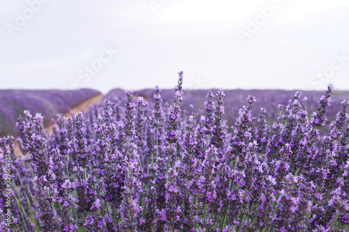Lavender flowers blossom
