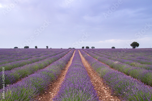 Purple lavender fields