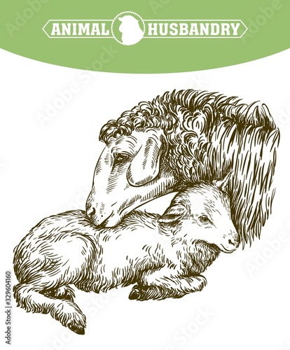 sheep and lamb. sketch drawn by hand. animal husbandry