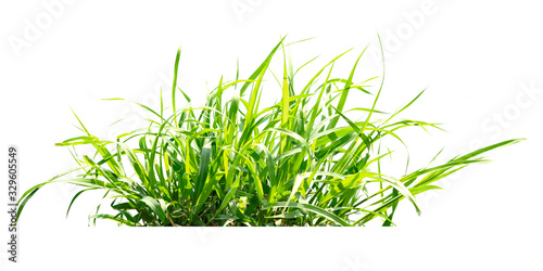 green grass isolate on white background