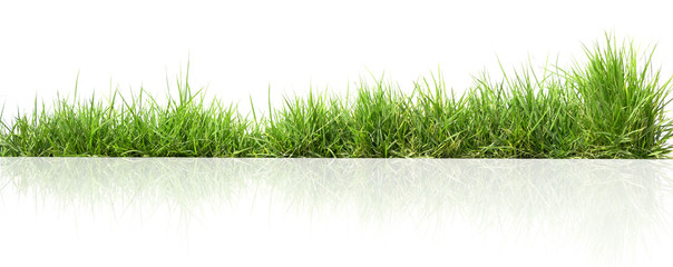 green grass isolate on white background