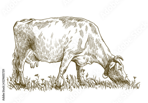 breeding cow. animal husbandry. livestock illustration on a white