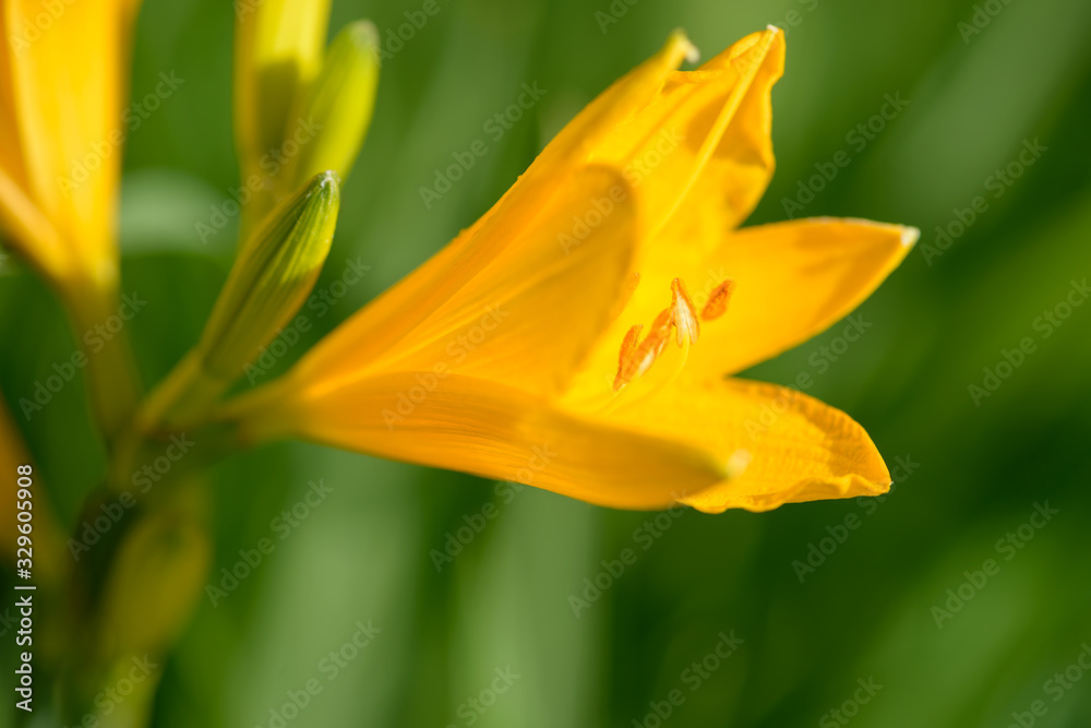 Yellow and orange day-lily garden flowers growning under sunlight. Daylily Hemerocallis flower closeup. Vivid inflorescence of flowering plant. Yellow and orange day-lily garden flowers growning under sunlight. Daylily Hemerocallis flower closeup. Vivid inflorescence of flowering plant.