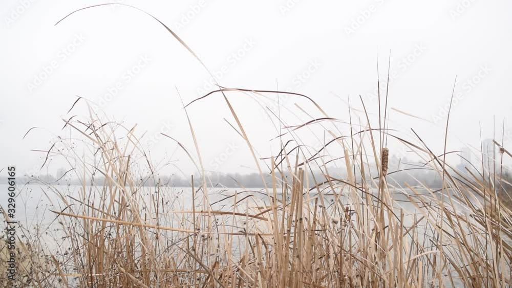 View through the dry long leaves of the lake in the city View through the dry long leaves of the lake in the city