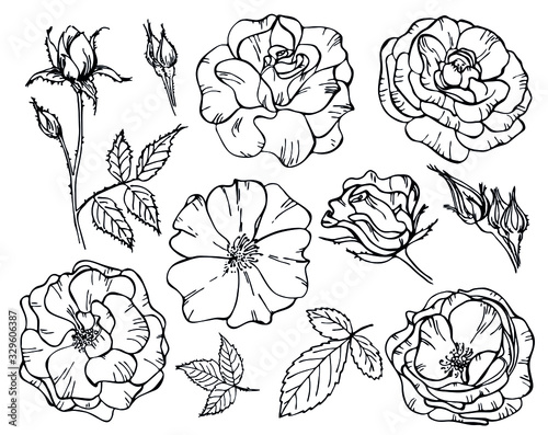 Set of roses flowers on white. Vector illustration. Outline flowers are element for design. Template forcoloring book, greeting card, postcard, wedding card.