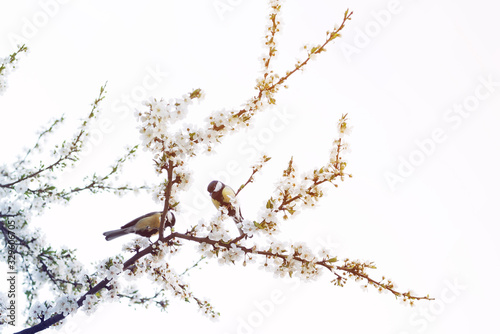 Two tomtits on a spring flowering white-flowered tree  toned. Spring background