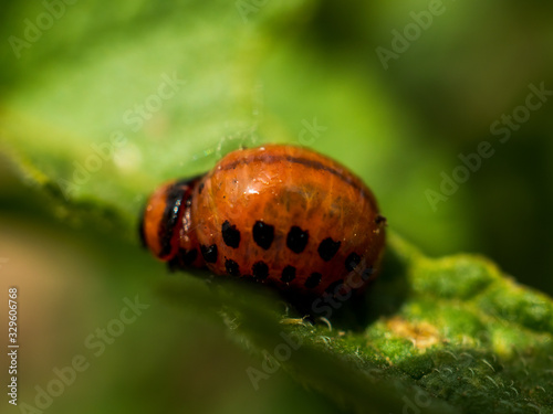 Colorado potato beetle larvae on young potato leaves