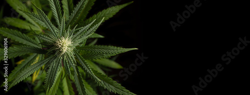 Banner Close up of growing bud photo