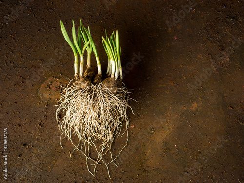 green sprouts of garlic with large roots. Planting time in garden