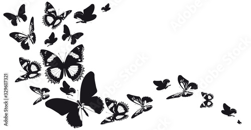 butterfly457