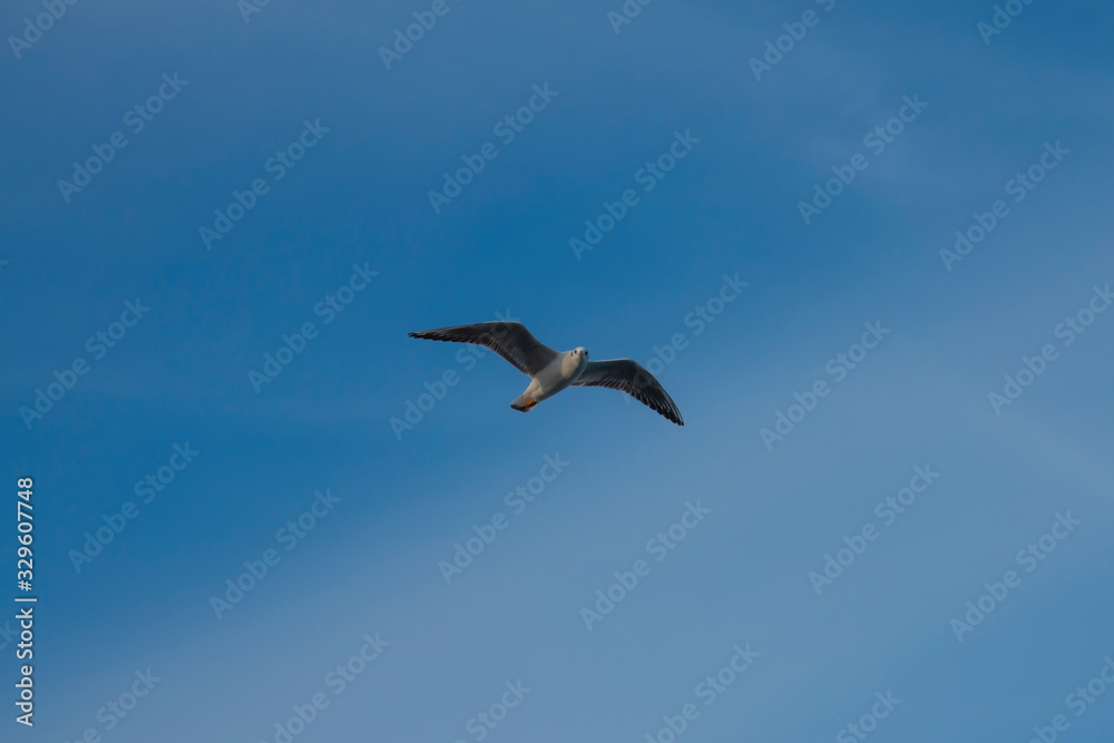 Seagull bird flight on a marine.