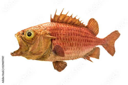 Photography Japanese soldierfish Ostichthys japonicus
