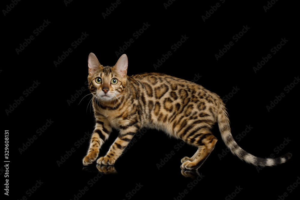 Playful Bengal Cat with gold fur on Isolated Black Background