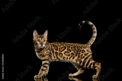 Adorable Bengal Cat Showing his gold fur on Isolated Black Background, side view © seregraff