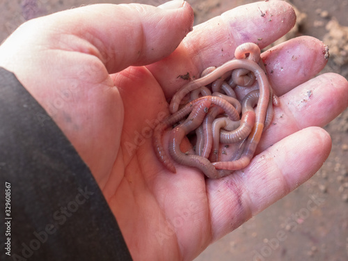 man holds in his hand selected worms for fishing. Macro Brandling, Panfish, Trout, Tiger, Wiggler, Eisenia fetida..Garden compost and worms process plant waste into rich soil and fertilizer improver