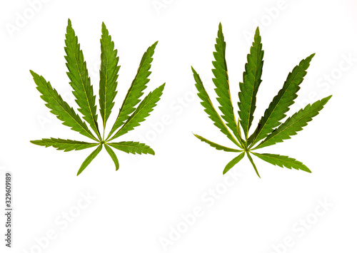 two green hemp leaves isolated on a white background