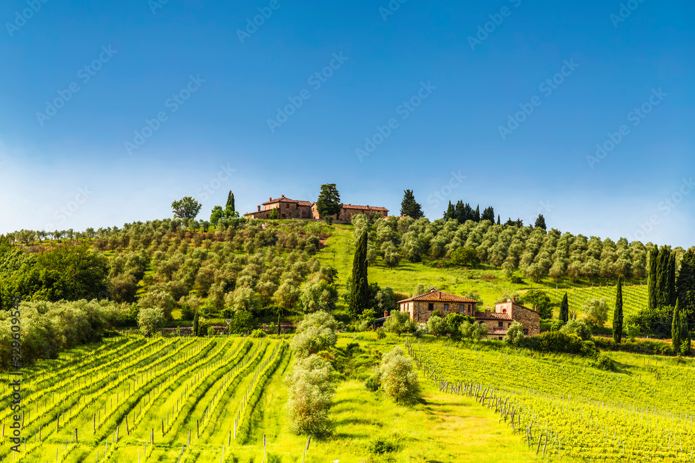 View of the olive plantations and vineyards of Tuscany on a Sunny spring day. Italy