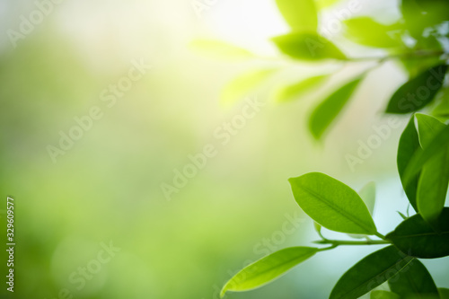 Beautiful nature view of green leaf on blurred greenery background in garden and sunlight with copy space using as background natural green plants landscape, ecology, fresh wallpaper concept. © Torkiat8