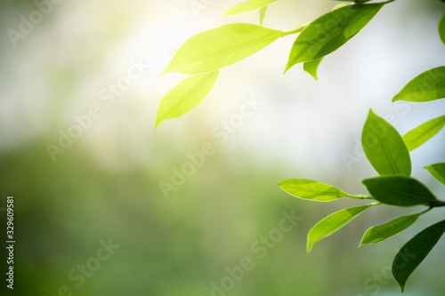 Beautiful nature view of green leaf on blurred greenery background in garden and sunlight with copy space using as background natural green plants landscape, ecology, fresh wallpaper concept. © Torkiat8