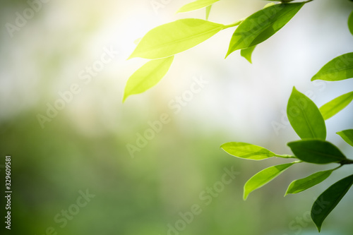 Beautiful nature view of green leaf on blurred greenery background in garden and sunlight with copy space using as background natural green plants landscape, ecology, fresh wallpaper concept.