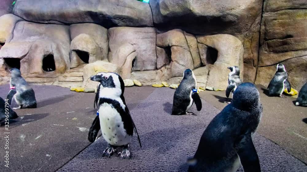 Penguins in a aquarium enclosure