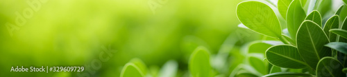 Beautiful nature view of green leaf on blurred greenery background in garden and sunlight with copy space using as background natural green plants landscape, ecology, fresh wallpaper concept.