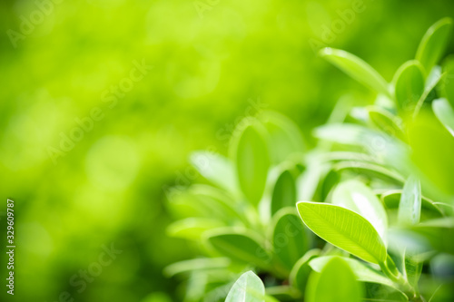 Beautiful nature view of green leaf on blurred greenery background in garden and sunlight with copy space using as background natural green plants landscape, ecology, fresh wallpaper concept.