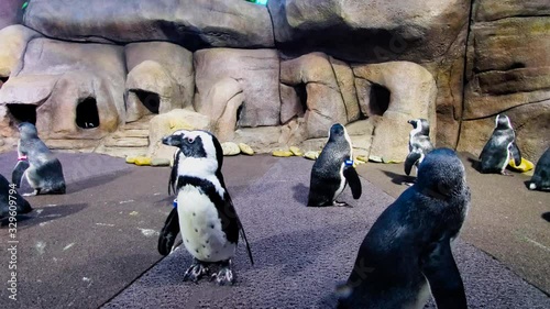 Penguins in a aquarium enclosure photo