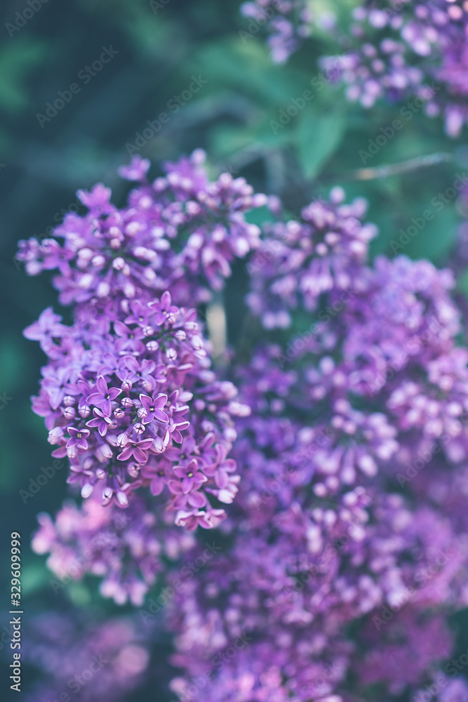 Blooming violet lilac branch background. Spring concept. Close up, selective focus, copy space. Blooming violet lilac branch background. Spring concept. Close up, selective focus, copy space.