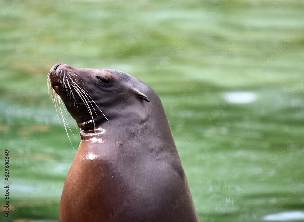 Fototapeta premium Seal looking relaxed and chilled out 