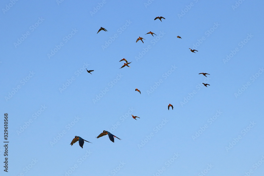 Fototapeta premium Macaw parrots and lovebirds fly in groups.