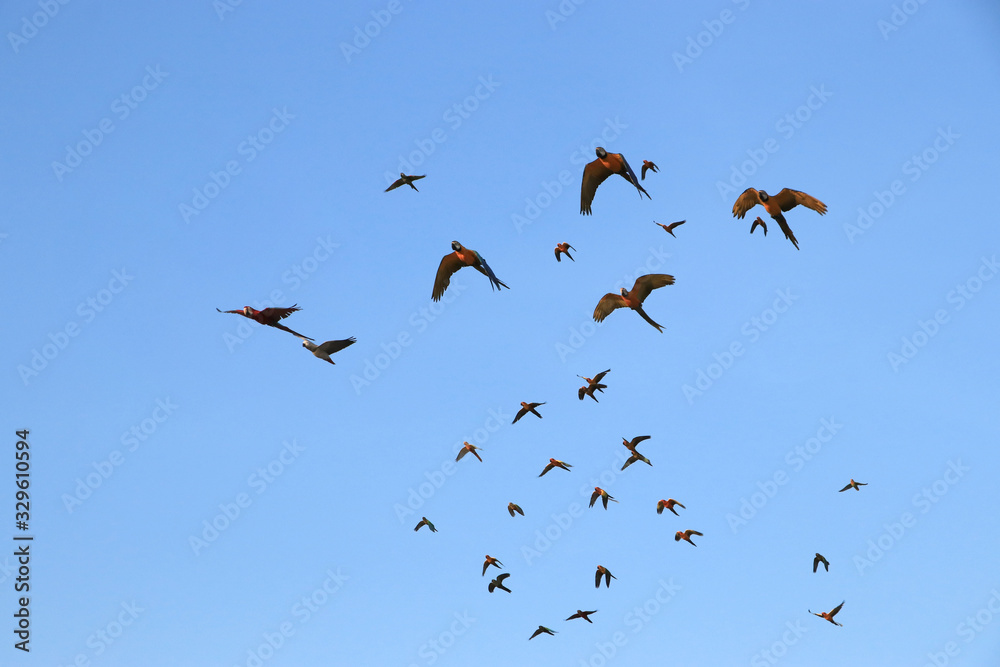 Fototapeta premium Macaw parrots and small parrots fly in large groups.