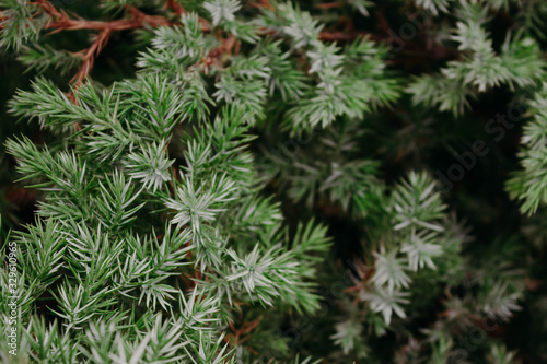 The Chinese juniper. Background of evergreen coniferous shrub close-up.