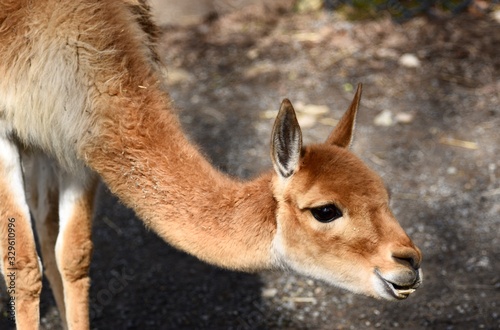 Vicuña face and neck 