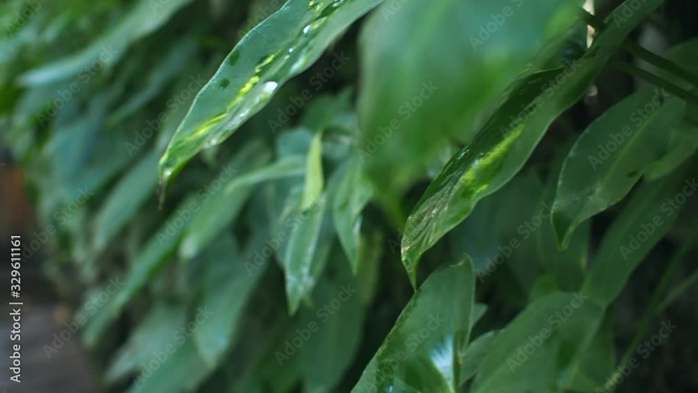 ferns forest in day light, slow moving in topical forest ferns forest in day light, slow moving in topical forest