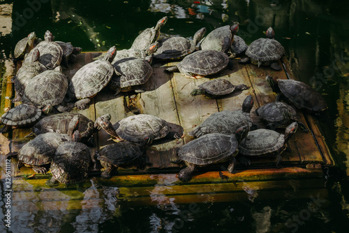 Turtles in the pond. Lots of close-up turtles floating on a raft in a clear dark pond with dark green water reflecting the sky.