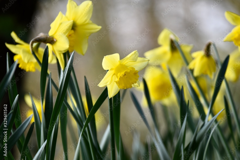 Meadow of daffodils spring time background Meadow of daffodils spring time background