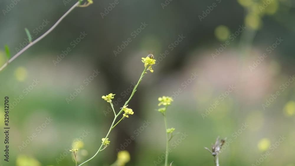 Bee Flying over Yellow Flower Slow Motion Macro